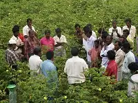 Farmers meeting in a cotton field