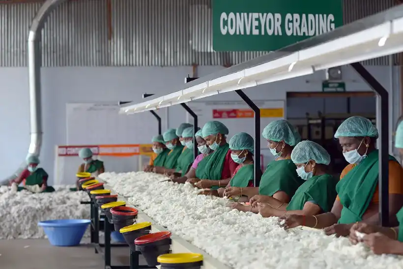Workers hand grading cotton on the conveyor